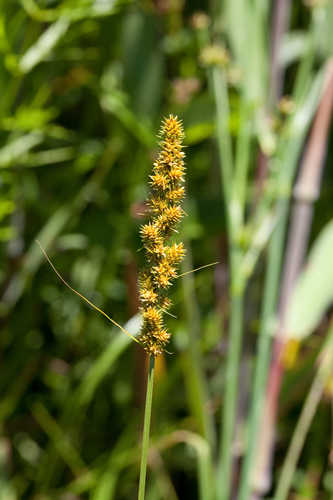 Carex vulpinoidea #23